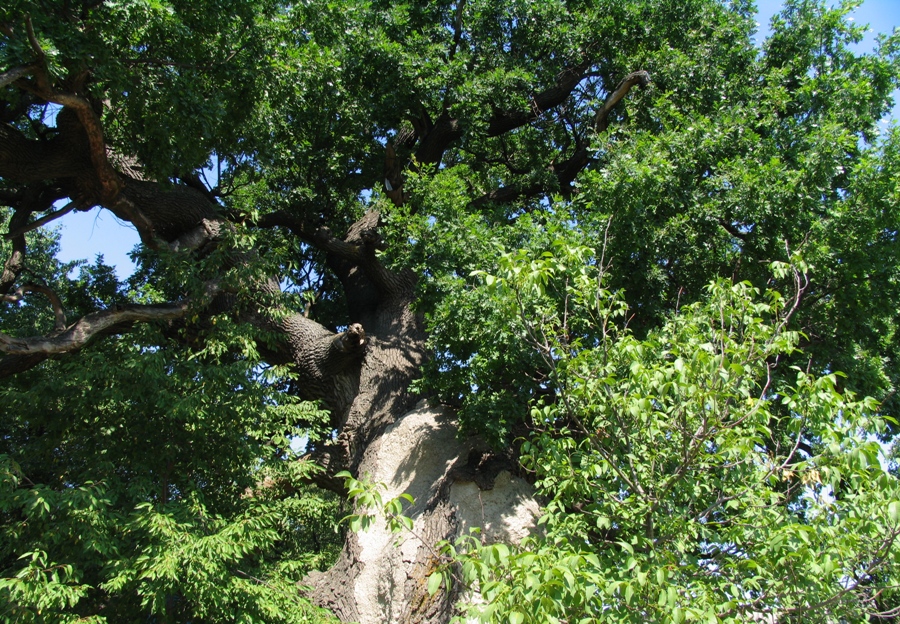 700-летний дуб в с. Кобилья, Шолдэнешть