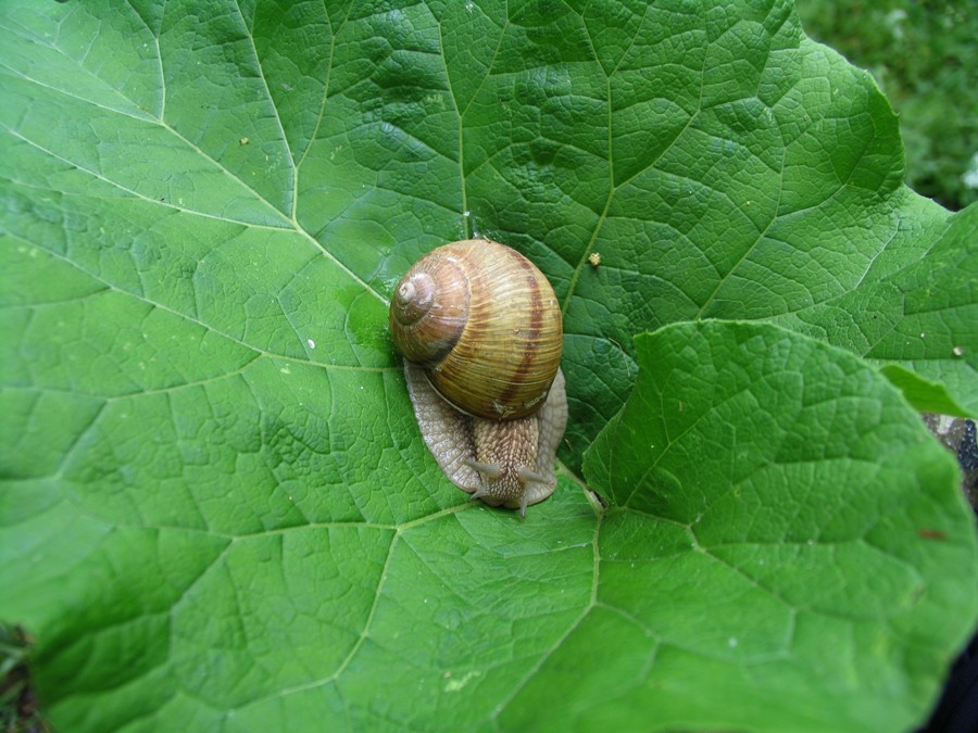 Snail on a leaf of burdock, Reserve "Royal Forest", Glodeni