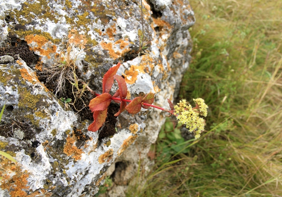 Wax flower on the rock toltre, Duruitoarea Veche, Riscani