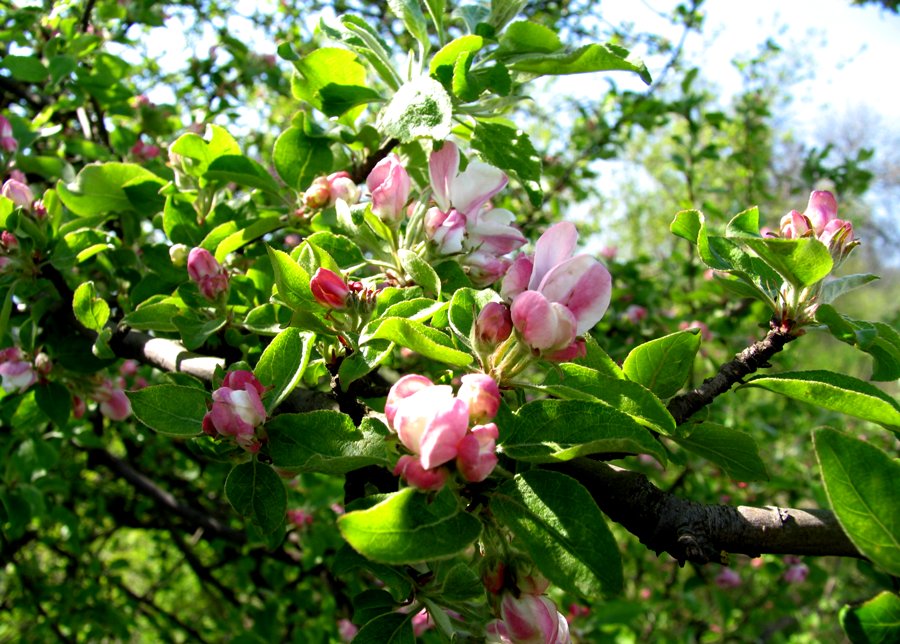 Яблоня в цвету, Каларашский р-он