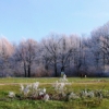Pădure în promoroacă din apropierea oraşului  Soroca