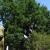 Vedere spre stejar din partea Memorialului celor căzuţi în Cel de-al II Război mondial