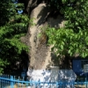 700-летний дуб в с. Кобыля, Шолдэнешть