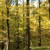 Pădurea- rezervaţie de lîngă satul Sadova, Călăraşi